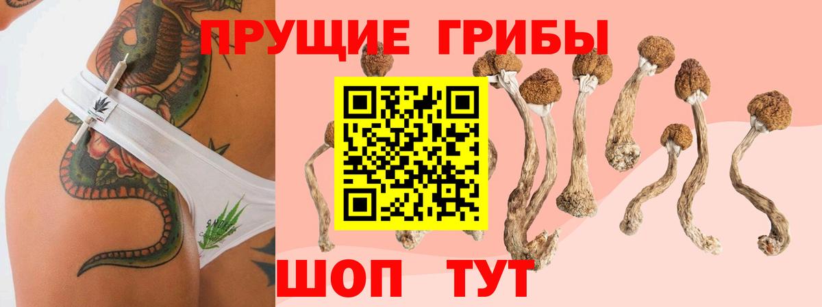 Псилоцибиновые грибы Psilocybe Абакан